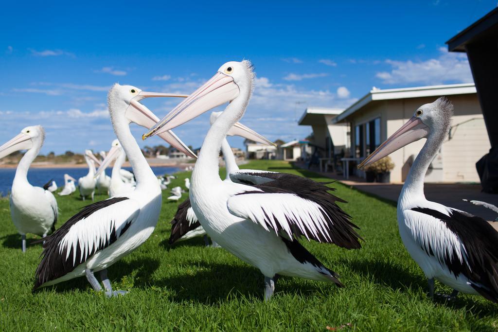 Modra'S Apartments Tumby Bay Екстериор снимка